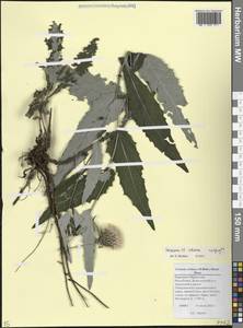 Бодяк ежовый (M.Bieb.) Sch.Bip., Кавказ, Ставропольский край, Карачаево-Черкесия, Кабардино-Балкария (K1b) (Россия)