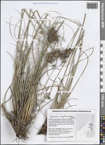 Cyperus conglomeratus Rottb., Зарубежная Азия (ASIA) (ОАЭ)