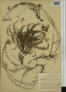 Hypericum coris L., Западная Европа (EUR) (Италия)