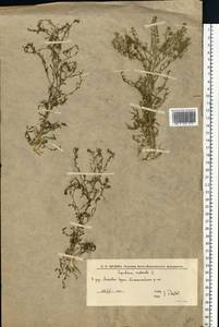 Клоповник мусорный L., Восточная Европа, Нижневолжский район (E9) (Россия)