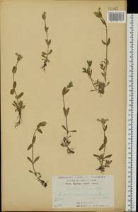 Ясколка костенецевидная, Ясколка дернистая Fr., Восточная Европа, Центральный лесостепной район (E6) (Россия)