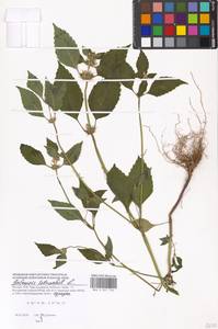 Пикульник обыкновенный L., Восточная Европа, Московская область и Москва (E4a) (Россия)