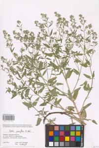 MHA 0 155 602, Nepeta ucranica subsp. parviflora (M.Bieb.) M.Masclans de Bolos, Восточная Европа, Южно-Украинский район (E12) (Украина)
