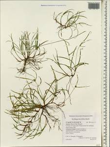 Киллинга коротколистная Rottb., Африка (AFR) (Португалия)