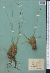 Carex haematostoma Nees, Средняя Азия и Казахстан, Памир и Памиро-Алай (M2) (Таджикистан)