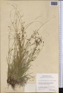 Carex boecheriana Á.Löve, D.Löve & Raymond, Америка (AMER) (Гренландия)