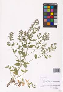 MHA 0 155 709, Nepeta ucranica subsp. parviflora (M.Bieb.) M.Masclans de Bolos, Восточная Европа, Центральный лесостепной район (E6) (Россия)