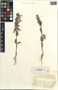 Lamium violaceo-velutinum, Зарубежная Азия (ASIA) (Турция)