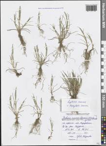 Парафолис согнутый (L.) C.E.Hubb., Кавказ, Черноморское побережье (от Новороссийска до Адлера) (K3) (Россия)