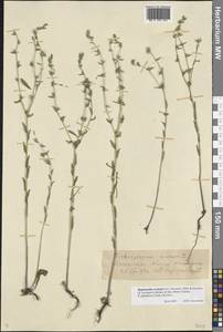 Buglossoides rochelii (Friv.) Stoyanov, Mátis & Sennikov, Восточная Европа, Нижневолжский район (E9) (Россия)