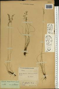 Овсяница макутринская Zapal., Восточная Европа, Северо-Западный район (E2) (Россия)