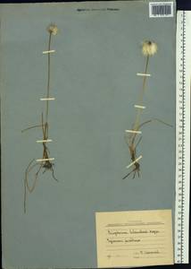 Пушица Шейхцера Hoppe, Сибирь, Чукотка и Камчатка (S7) (Россия)