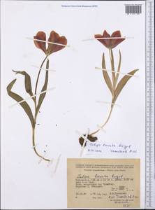 Tulipa lanata Regel, Средняя Азия и Казахстан, Памир и Памиро-Алай (M2) (Узбекистан)