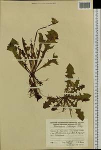 Taraxacum multisectum Kitag., Сибирь, Дальний Восток (S6) (Россия)
