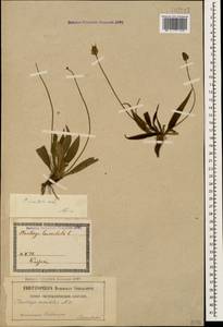 Plantago atrata subsp. spadicea Pilg., Кавказ, Грузия (K4) (Грузия)