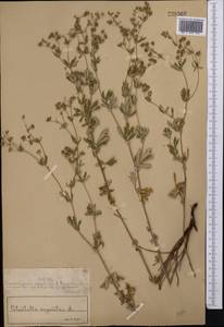 Лапчатка серебристая L., Средняя Азия и Казахстан, Муюнкумы, Прибалхашье и Бетпак-Дала (M9) (Казахстан)