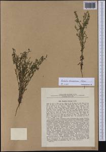 Rochelia leiosperma (Popov) Golosk., Средняя Азия и Казахстан, Джунгарский Алатау и Тарбагатай (M5) (Казахстан)
