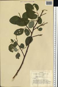 Ива козья L., Сибирь, Алтай и Саяны (S2) (Россия)