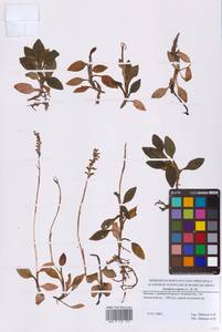 Гудайера ползучая (L.) R.Br., Восточная Европа, Московская область и Москва (E4a) (Россия)