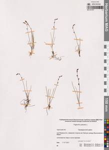 Триостренник болотный L., Сибирь, Чукотка и Камчатка (S7) (Россия)