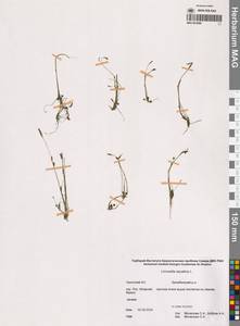 Лужница водяная L., Сибирь, Чукотка и Камчатка (S7) (Россия)