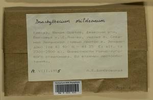 Brachythecium mildeanum (Schimp.) Schimp. ex Milde, Гербарий мохообразных, Мхи - Закавказье (B13) (Южная Осетия)