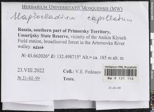 Haplocladium microphyllum (Sw. ex Hedw.) Müll. Hal., Гербарий мохообразных, Мхи - Дальний Восток (без Чукотки и Камчатки) (B20) (Россия)