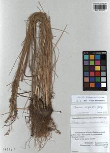 Ситник орхонский Novikov, Сибирь, Алтай и Саяны (S2) (Россия)