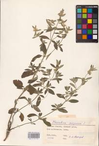 MHA 0 155 522, Шандра чужеземная L., Восточная Европа, Южно-Украинский район (E12) (Украина)