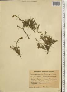 Камфоросма монпелийская L., Восточная Европа, Нижневолжский район (E9) (Россия)