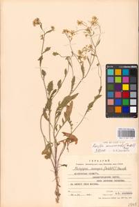 Rorippa × armoracioides (Tausch) Fuss, Восточная Европа, Московская область и Москва (E4a) (Россия)