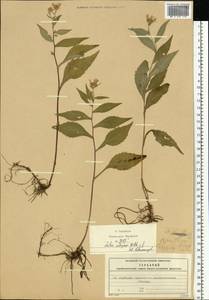 Symphyotrichum ×salignum (Willd.) G. L. Nesom, Восточная Европа, Московская область и Москва (E4a) (Россия)