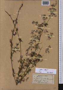 Подмаренник мягкий L., Восточная Европа, Восточный район (E10) (Россия)