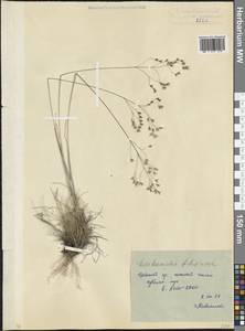 Лерхенфельдия извилистая, Овсик извилистый (L.) Drejer, Кавказ, Северная Осетия, Ингушетия и Чечня (K1c) (Россия)