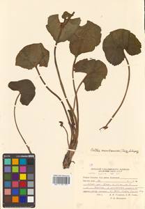 Caltha palustris var. minor (Mill.) DC., Сибирь, Дальний Восток (S6) (Россия)