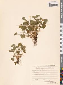 Фиалка Кусано Makino, Сибирь, Дальний Восток (S6) (Россия)