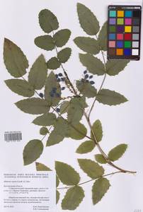 Магония ползучая (Lindl.) G.Don, Восточная Европа, Центральный лесостепной район (E6) (Россия)