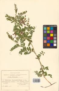 Горошек Ворошилова N.S.Pavlova, Сибирь, Дальний Восток (S6) (Россия)