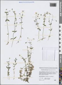 Ясколка вильчатая Cham. & Schltdl., Сибирь, Дальний Восток (S6) (Россия)