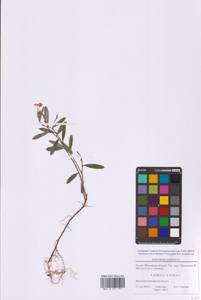 Подбел обыкновенный L., Восточная Европа, Московская область и Москва (E4a) (Россия)