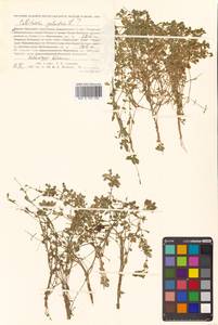 Callitriche palustris subsp. palustris, Сибирь, Дальний Восток (S6) (Россия)