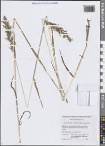 Sibirotrisetum sibiricum (Rupr.) Barberá, Сибирь, Чукотка и Камчатка (S7) (Россия)