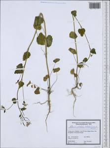 Чесночница черешковая (M.Bieb.) Cavara & Grande, Зарубежная Азия (ASIA) (Турция)