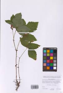 Костяника каменистая L., Восточная Европа, Московская область и Москва (E4a) (Россия)