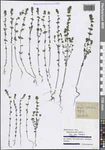 Euphrasia × vernalis List, Восточная Европа, Северный район (E1) (Россия)