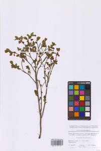 Черника обыкновенная L., Восточная Европа, Московская область и Москва (E4a) (Россия)