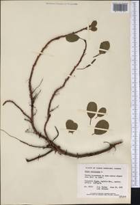 Ива сетчатая L., Америка (AMER) (Канада)