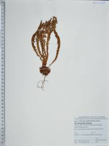 Woodsia taishanensis F.Z.Li & C.K.Ni, Сибирь, Дальний Восток (S6) (Россия)