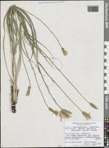 Pseudopodospermum tauricum (M.Bieb.) Vasjukov & Saksonov, Восточная Европа, Центральный лесостепной район (E6) (Россия)