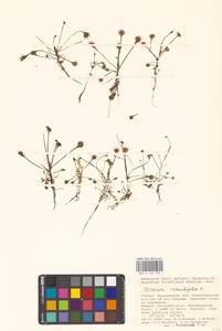 Росянка круглолистная L., Восточная Европа, Центральный лесостепной район (E6) (Россия)